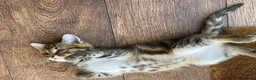 Mixed Breed cats for sale: Main Coon Mixed Kittens - Advert 5