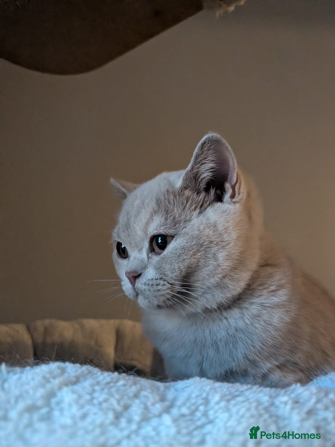 British Shorthair cats for sale: GCCF Registered Championship Line BSH Kittens - Advert 11