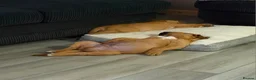 Mixed Breed dogs for sale: Stunning Dogue de Bordeaux / Mastiff puppies - Advert 8