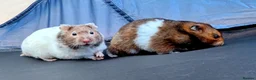 Hamster rodents for sale: Young Syrian Hamsters in Crowborough - Advert 5