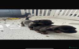 Mixed Breed dogs for sale: French wieners  - Image 4