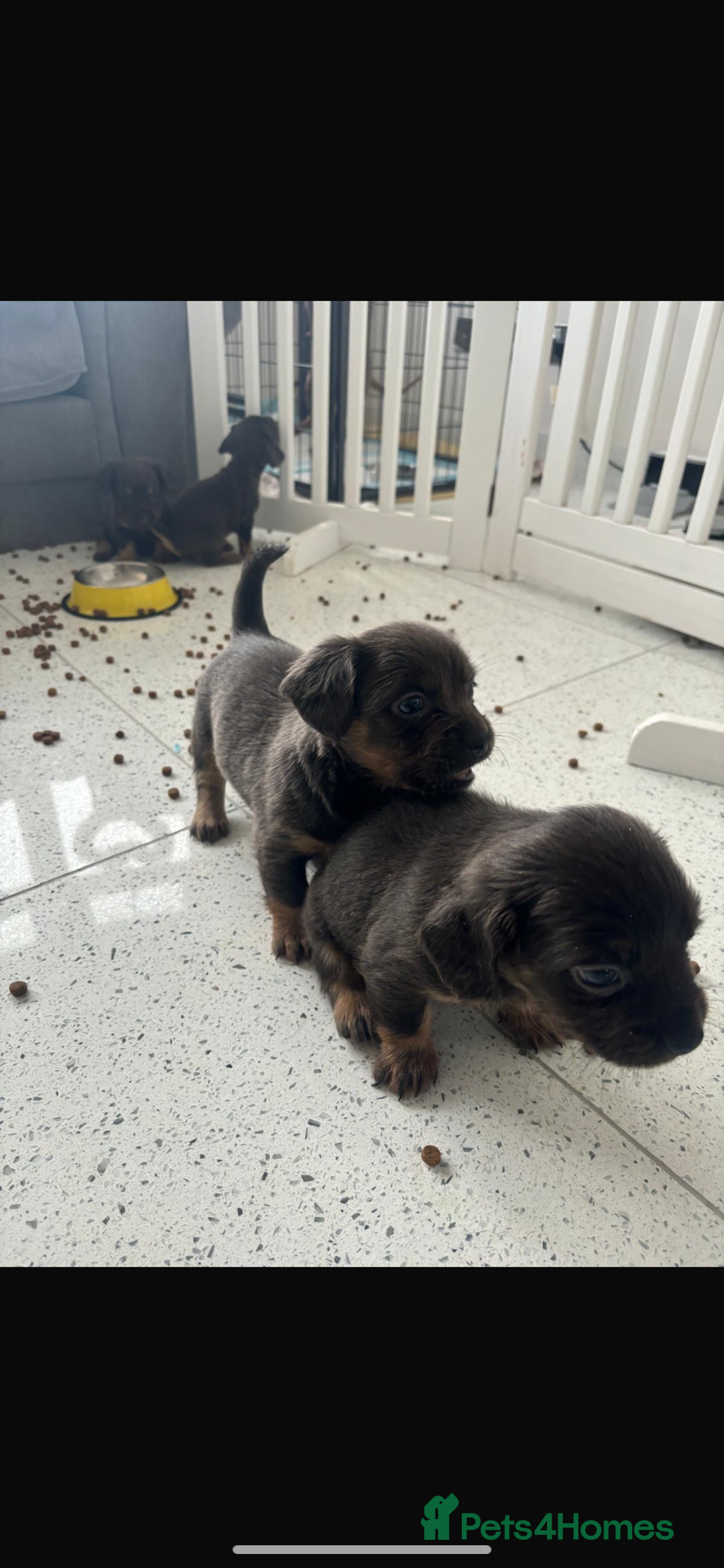 Mixed Breed dogs for sale: French wieners  - Image 4