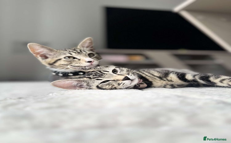 Bengal cats 5 month old kittens - Advert 3