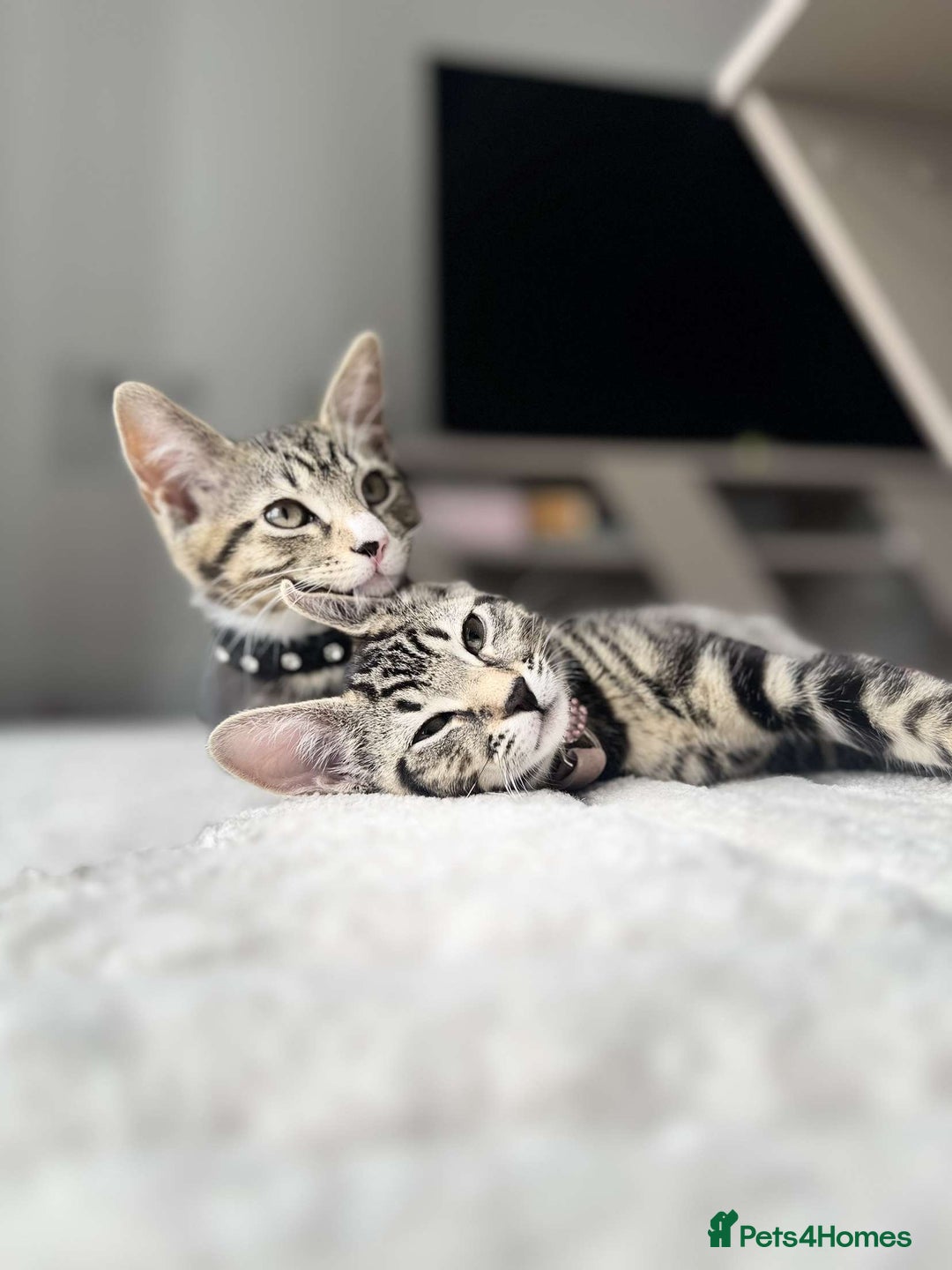 Bengal cats for sale: 5 month old kittens - Advert 1