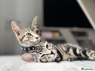 Bengal cats 5 month old kittens - Advert 1