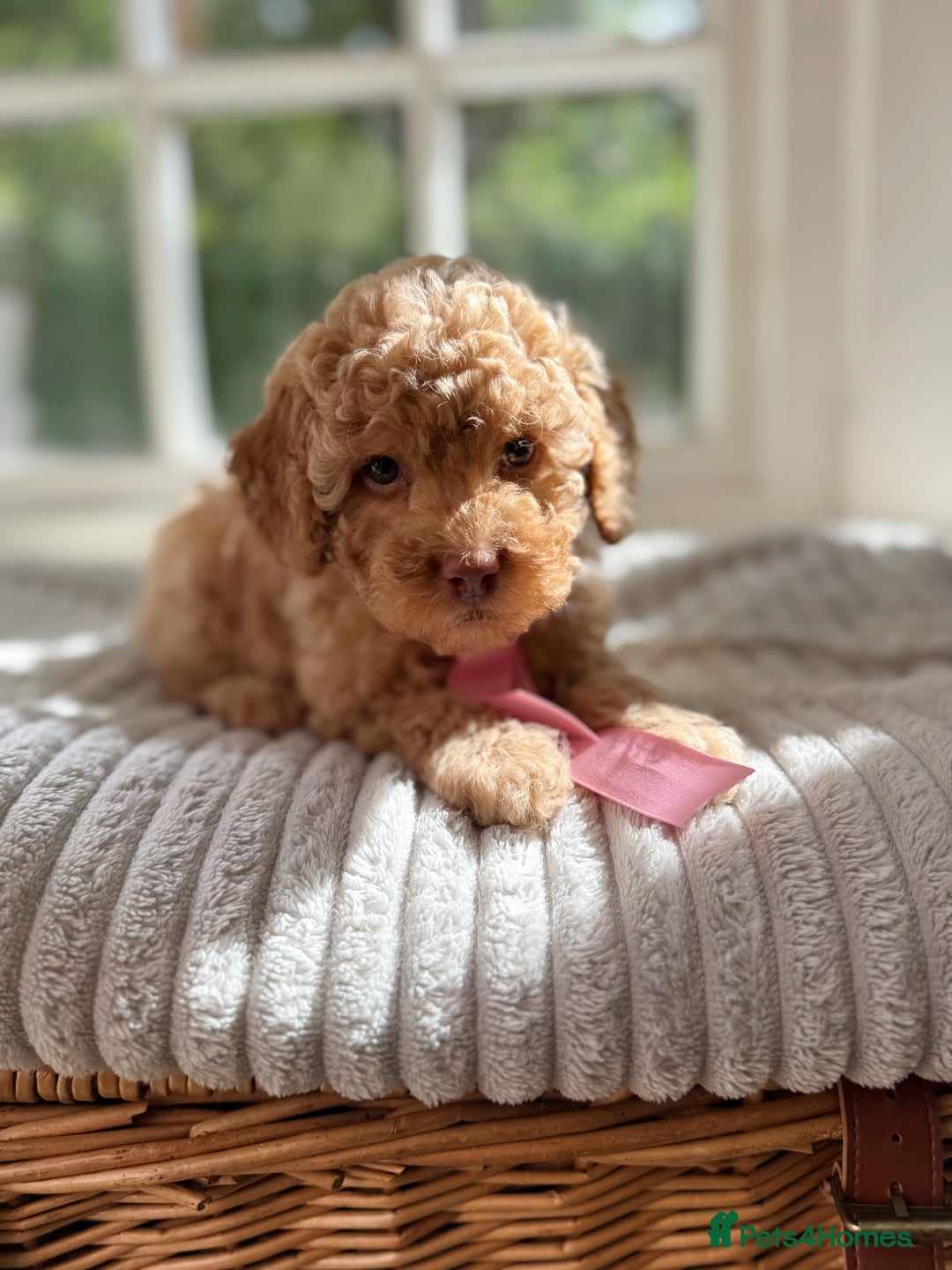 Cavapoo dogs for sale: F1b health tested cavapoo - Image 23