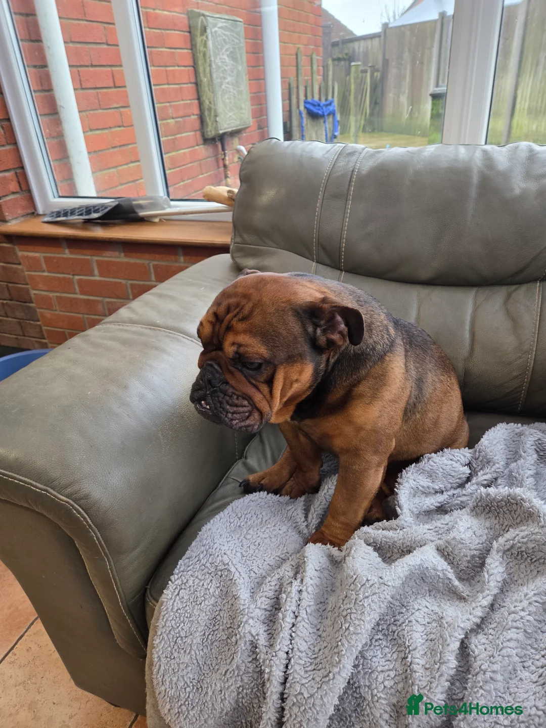 English Bulldog dogs for sale: English bulldog - Advert 11