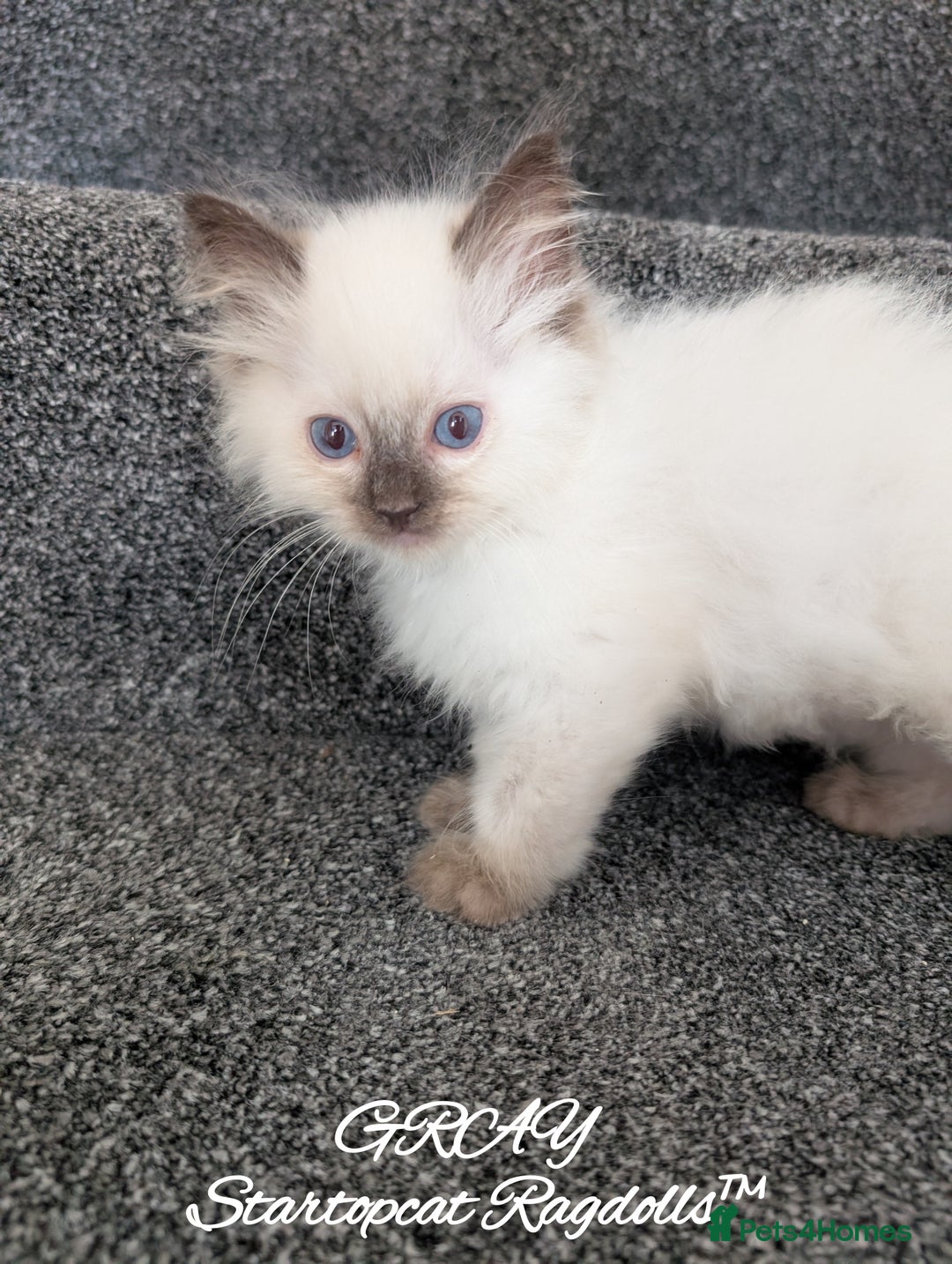 Ragdoll cats for sale: GCCF Pedigree Ragdoll Kittens Champion Lines - Advert 32