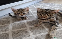 Mixed Breed cats for sale: Beautiful mixed breed kittens - Image 9