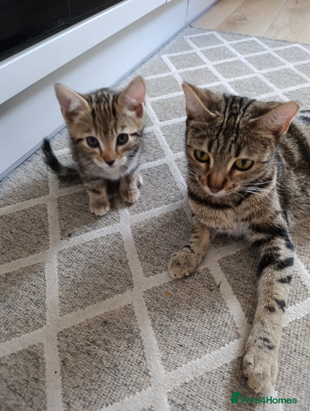 Mixed Breed cats for sale: Beautiful mixed breed kittens - Image 9