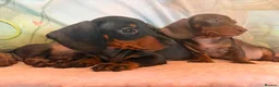 Miniature Dachshund dogs for sale: ❤️🐾 Adorable Miniature Dachshunds 🐾❤️ - Advert 12