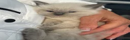 Ragdoll cats for sale: Stunning Ragdoll kittens in Preston - Advert 8