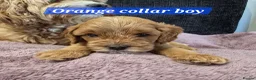 Cavapoo dogs for sale: F1b health tested fox red cavapoo puppies  - Advert 15