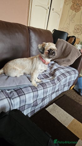 Shih Tzu dogs - Advert 13