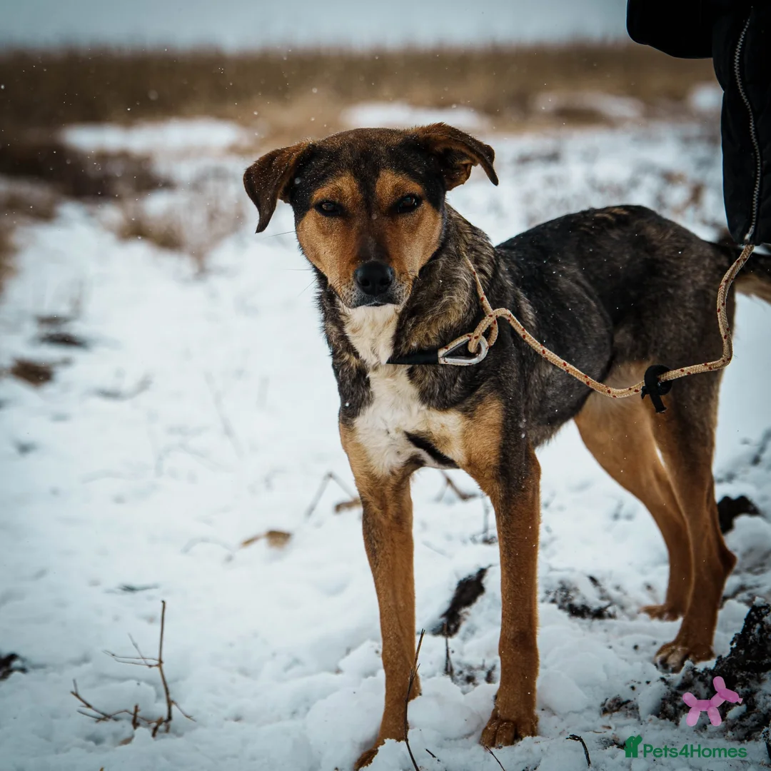 Mixed Breed dogs for adoption: 🐾💔 FREYA – The Mum Who Was Left Behind 💔🐾 - Advert 2