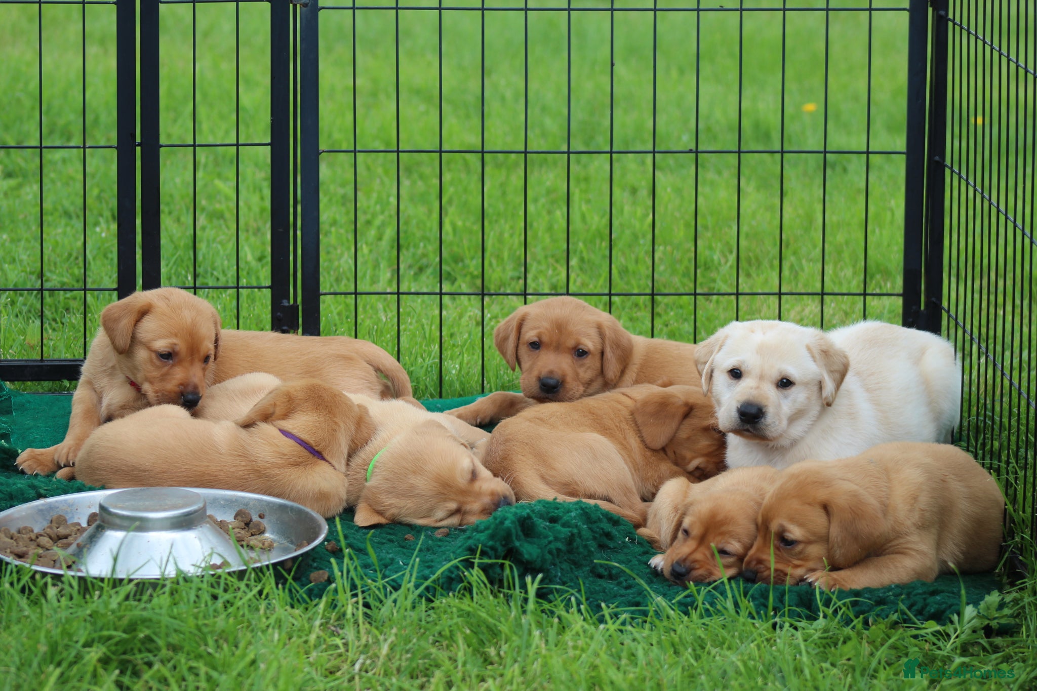 Labrador Retriever dogs Health Tested Labrador Puppies For Sale  - Advert 2