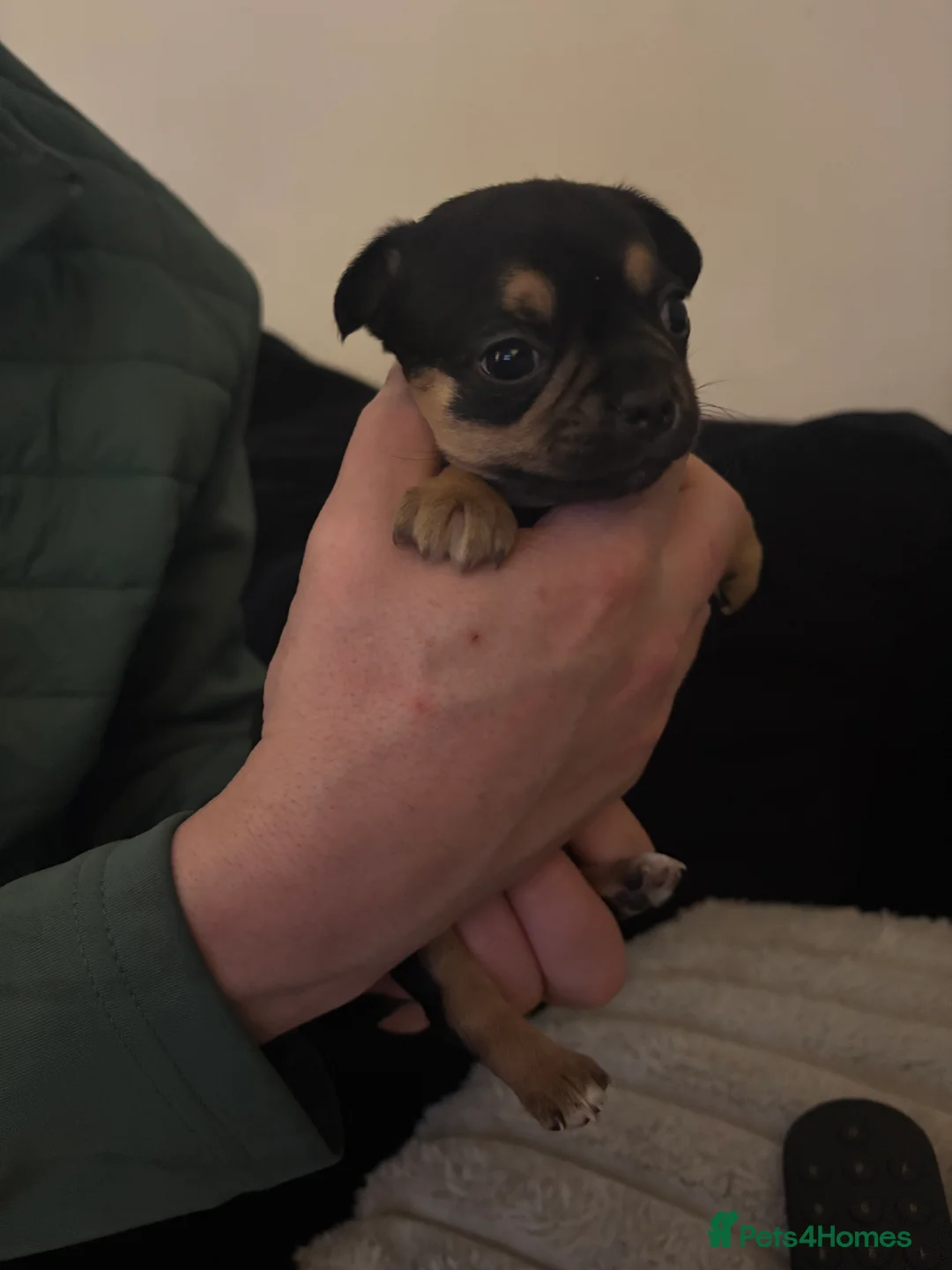 Chihuahua dogs for sale: Chihuahua Puppies - Advert 11