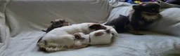 Chihuahua dogs for sale: Beautiful long haired chihuahua puppies - Advert 25