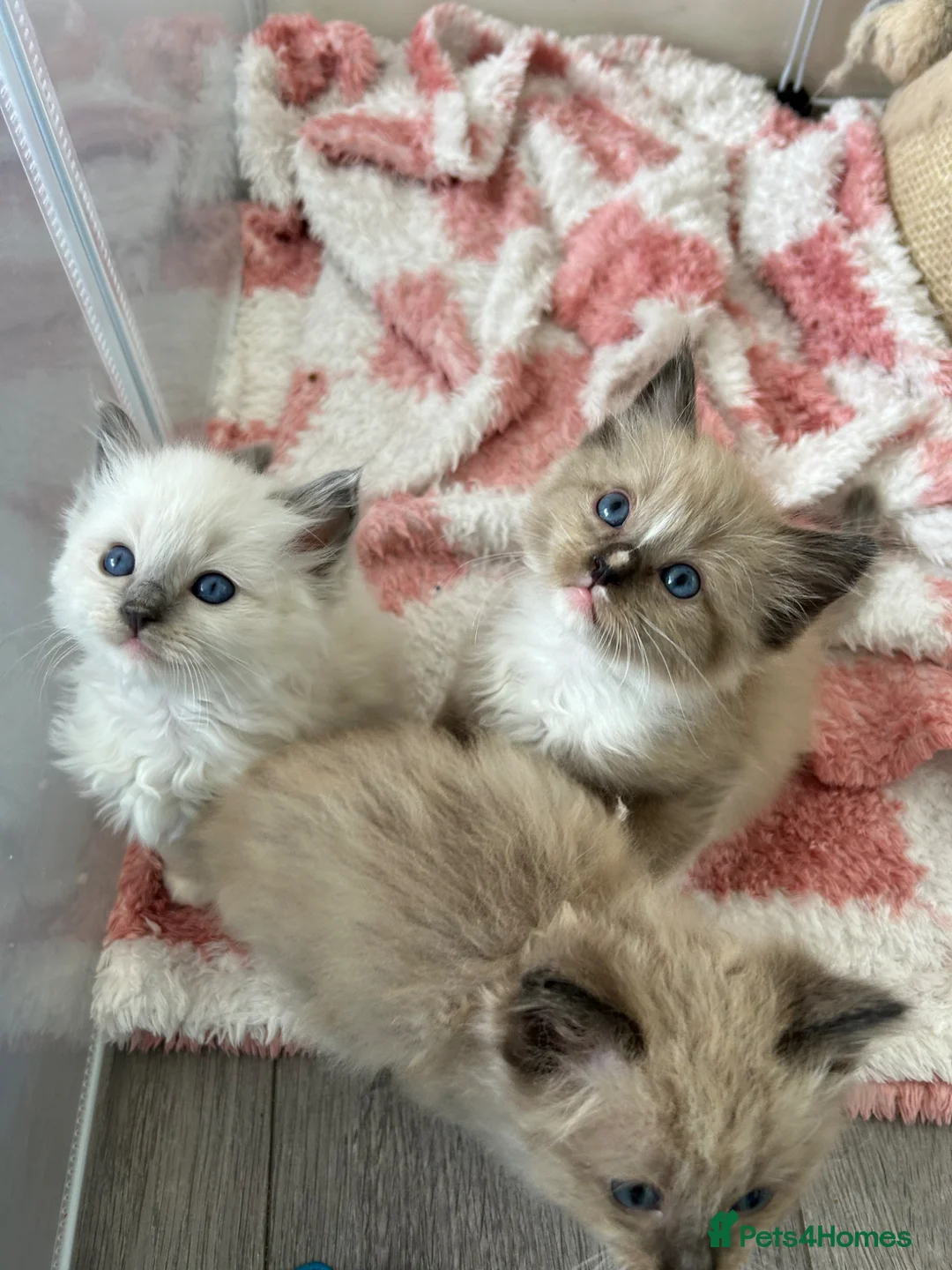 Ragdoll cats for sale: Stunning Ragdoll kittens  - Advert 25