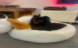 Pomeranian dogs for sale: KC, miniature Pomeranian - Image 4