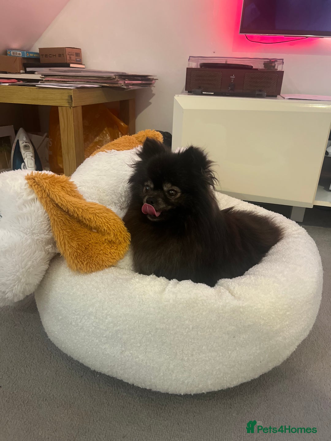 Pomeranian dogs for sale: KC, miniature Pomeranian - Image 4