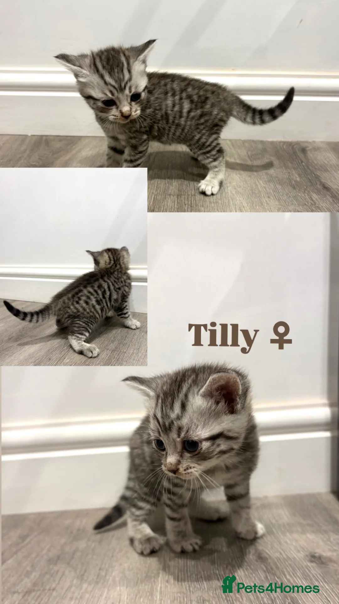 Mixed Breed cats for sale: Beautiful British Shorthair Cross Kittens  - Advert 2