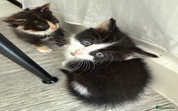 Mixed Breed cats for sale: Six loving kittens - 3 boys and 3 girls - Image 4
