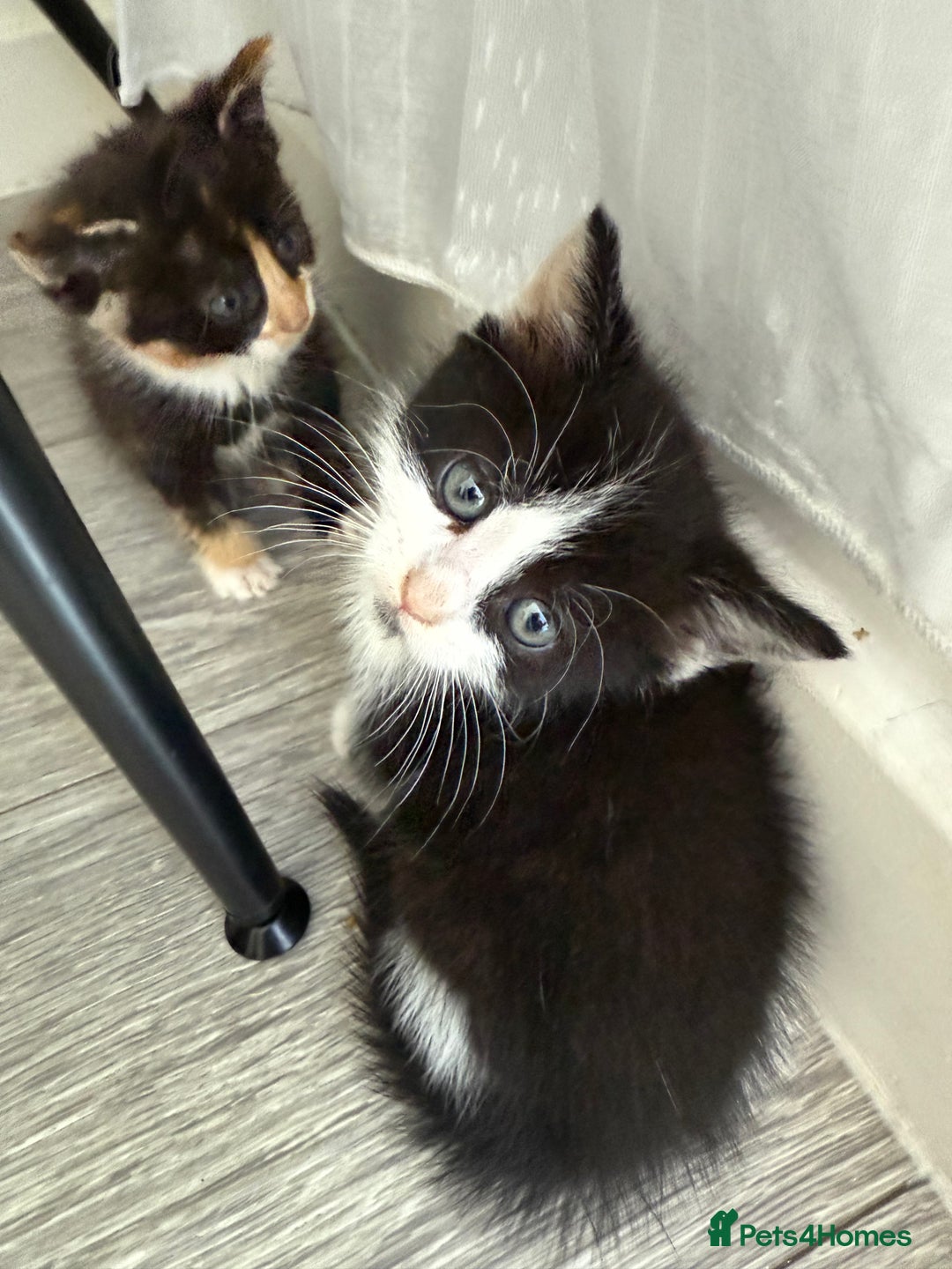Mixed Breed cats for sale: Six loving kittens - 3 boys and 3 girls - Image 4