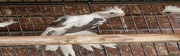 Cockatiels birds for sale: Super silly hand tamed baby cockatiels for sale  - Advert 7