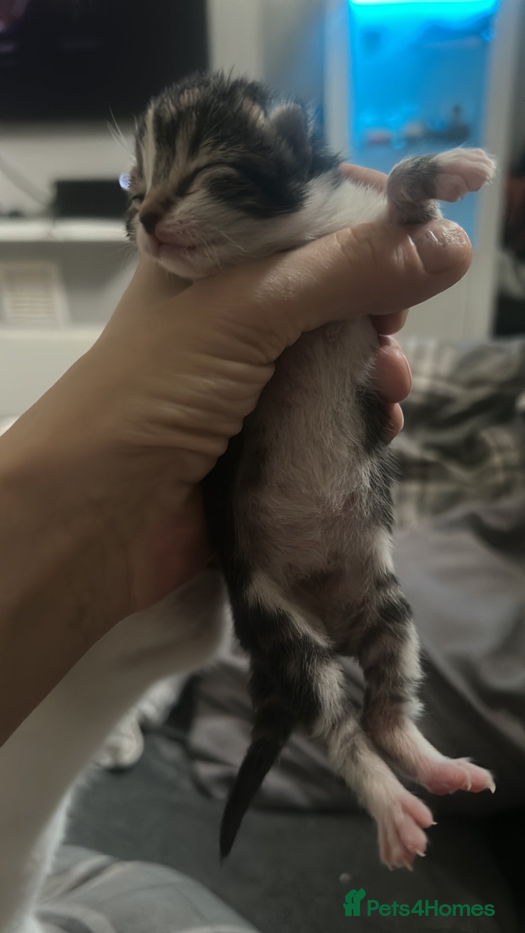 British Shorthair cats for sale: 5 kittens for forever homes (2 girls left) - Image 3
