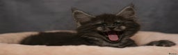 Maine Coon cats for sale: Mainecoon kittens TICA REGISTERED stunning - Advert 26