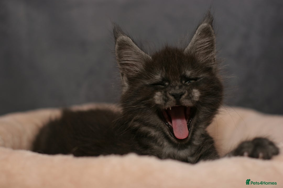 Maine Coon cats for sale: Mainecoon kittens TICA REGISTERED stunning - Advert 26