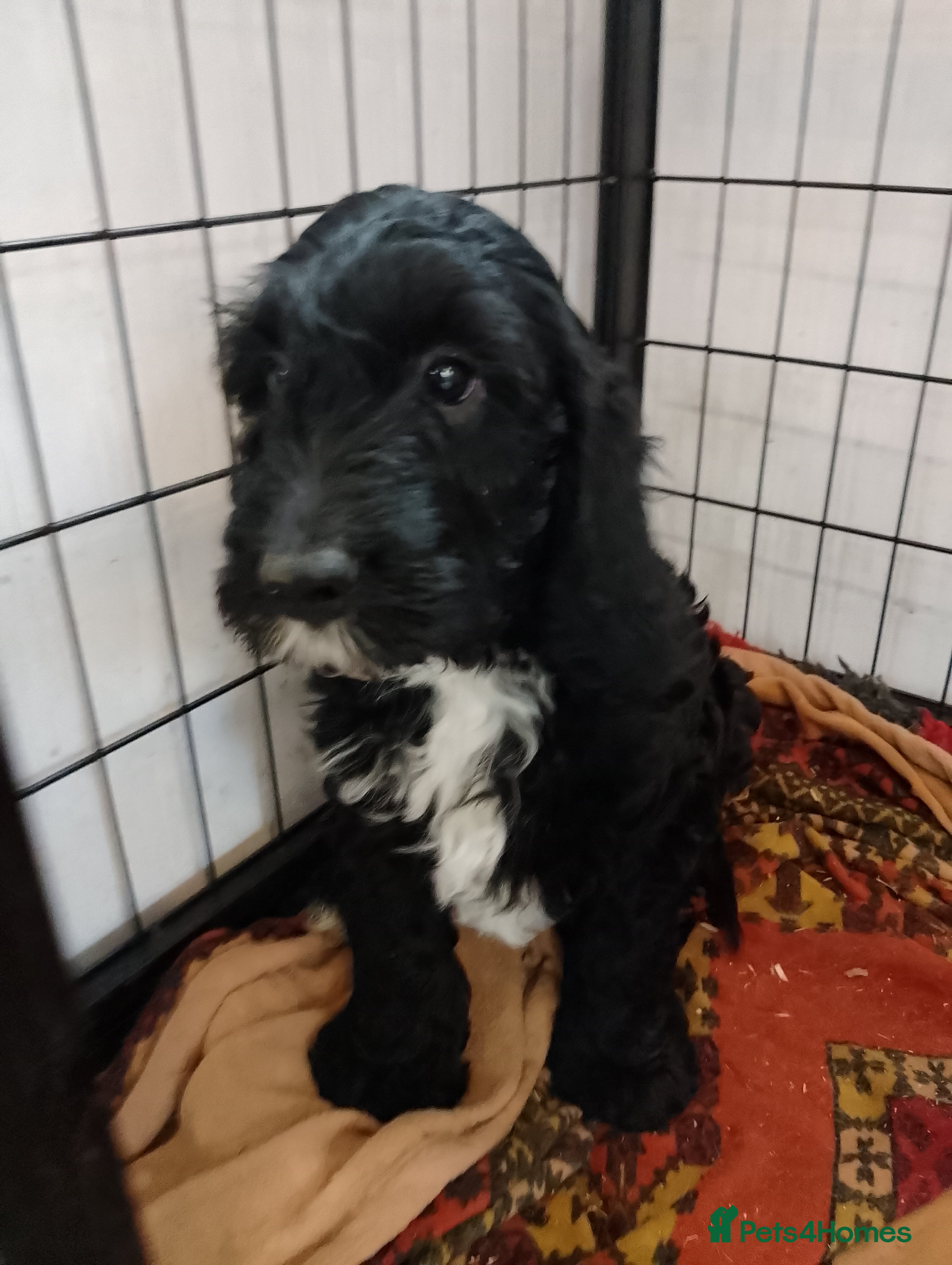 Cocker Spaniel dogs F1 Cockapoo Ready today   - Advert 12