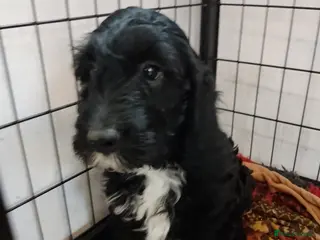 Cocker Spaniel dogs F1 Cockapoo Ready today - Advert 12