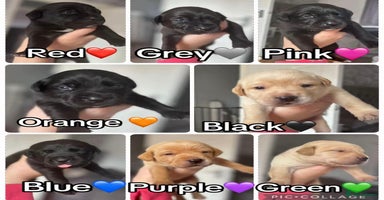 Mixed Breed dogs - Advert 7