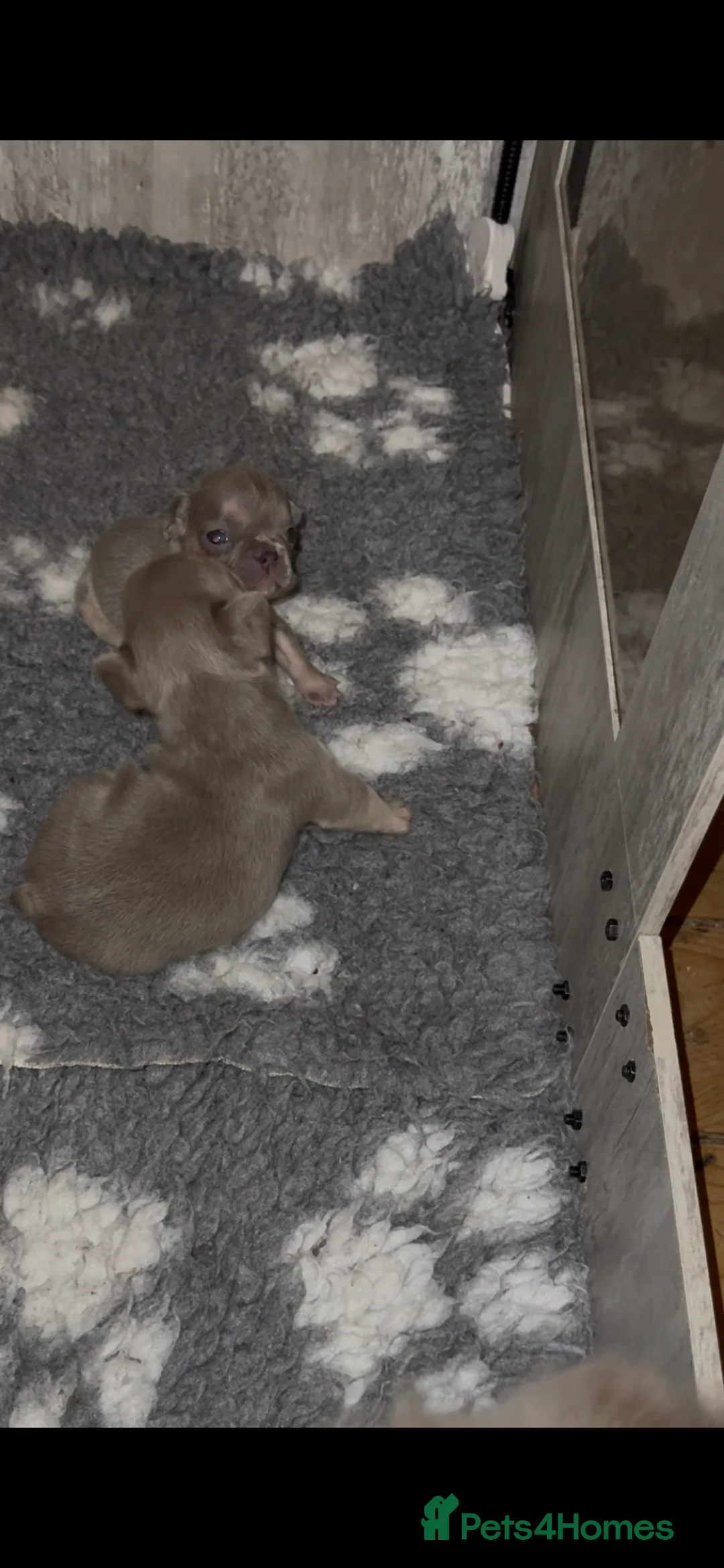 French Bulldog dogs for sale: ⭐️Gorgeous French Bulldog Puppies⭐️ - Advert 5