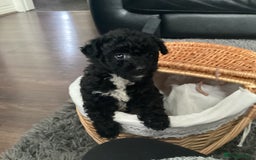 Jackapoo dogs for sale: 2 Toy poodle 3/4 Boys - Image 12