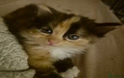 Mixed Breed cats for sale: British blue x Maine Coon x domestic long hair - Image 12