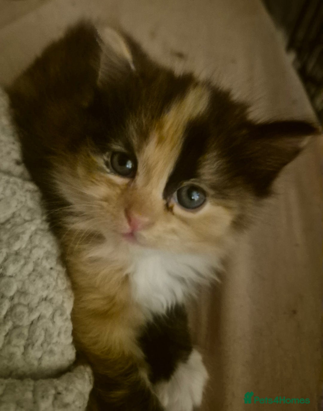 Mixed Breed cats for sale: British blue x Maine Coon x domestic long hair - Image 12