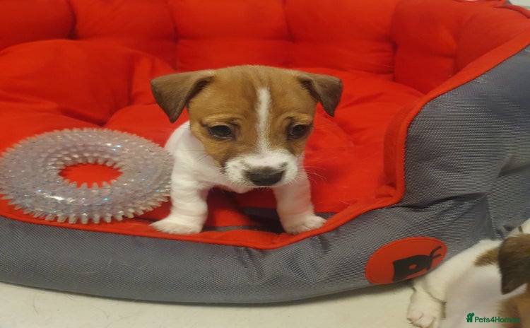 Jack Russell dogs - Advert 15