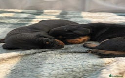 Dachshund dogs for sale: Standard Dachshund Puppy – Ready Now - Image 3