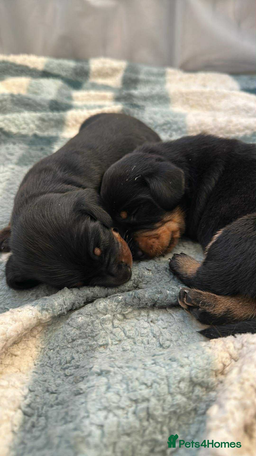 Dachshund dogs for sale: Standard Dachshund Puppy – Ready Now - Image 3