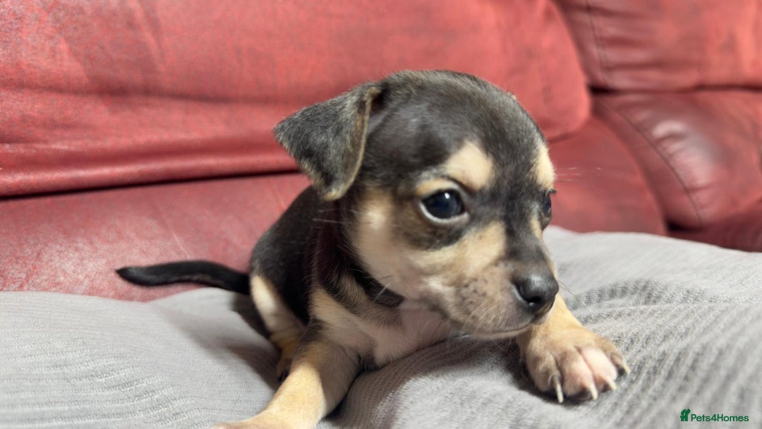 Chihuahua dogs for sale: 🐾 Beautiful Chihuahua Puppies - Advert 25
