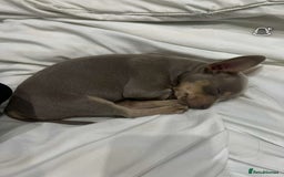 Mixed Breed dogs for sale: Our Beautiful Puppy Hudson - Image 5