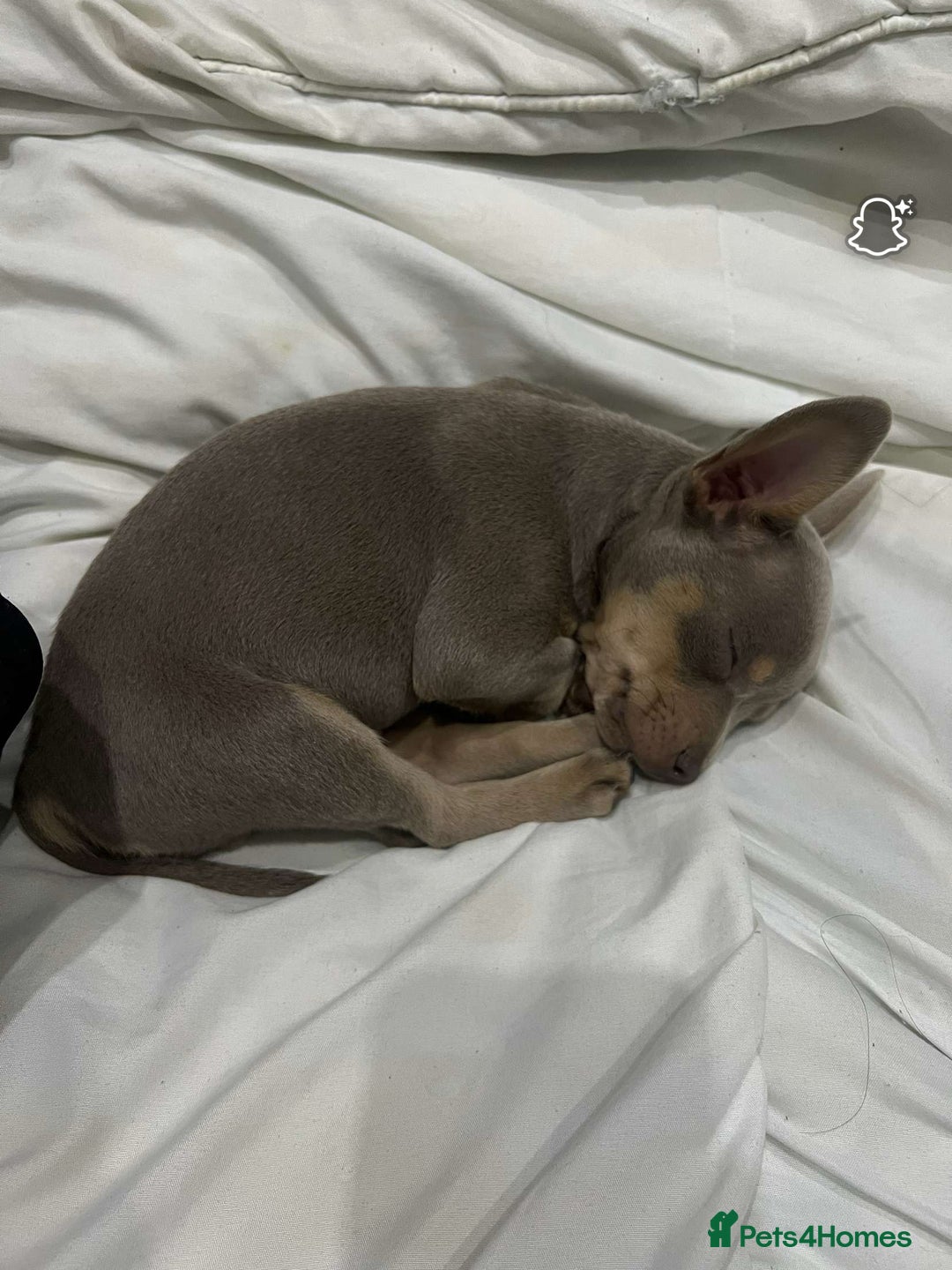 Mixed Breed dogs for sale: Our Beautiful Puppy Hudson - Image 5