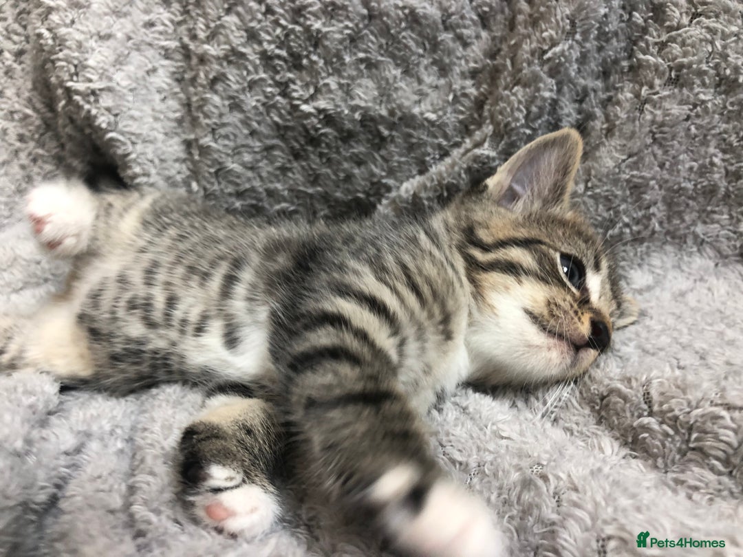 Mixed Breed cats for sale: Gorgeous Tabby kittens 7 weeks old  - Image 8
