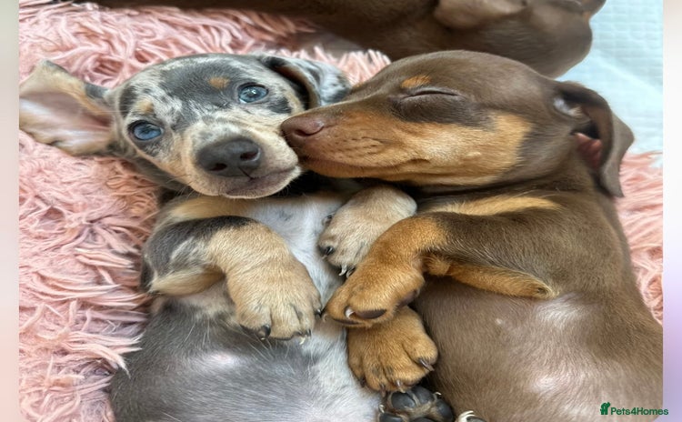 Miniature Dachshund dogs - Advert 6