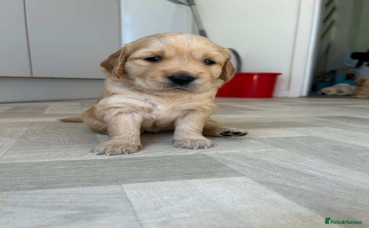 Golden Retriever dogs - Advert 7