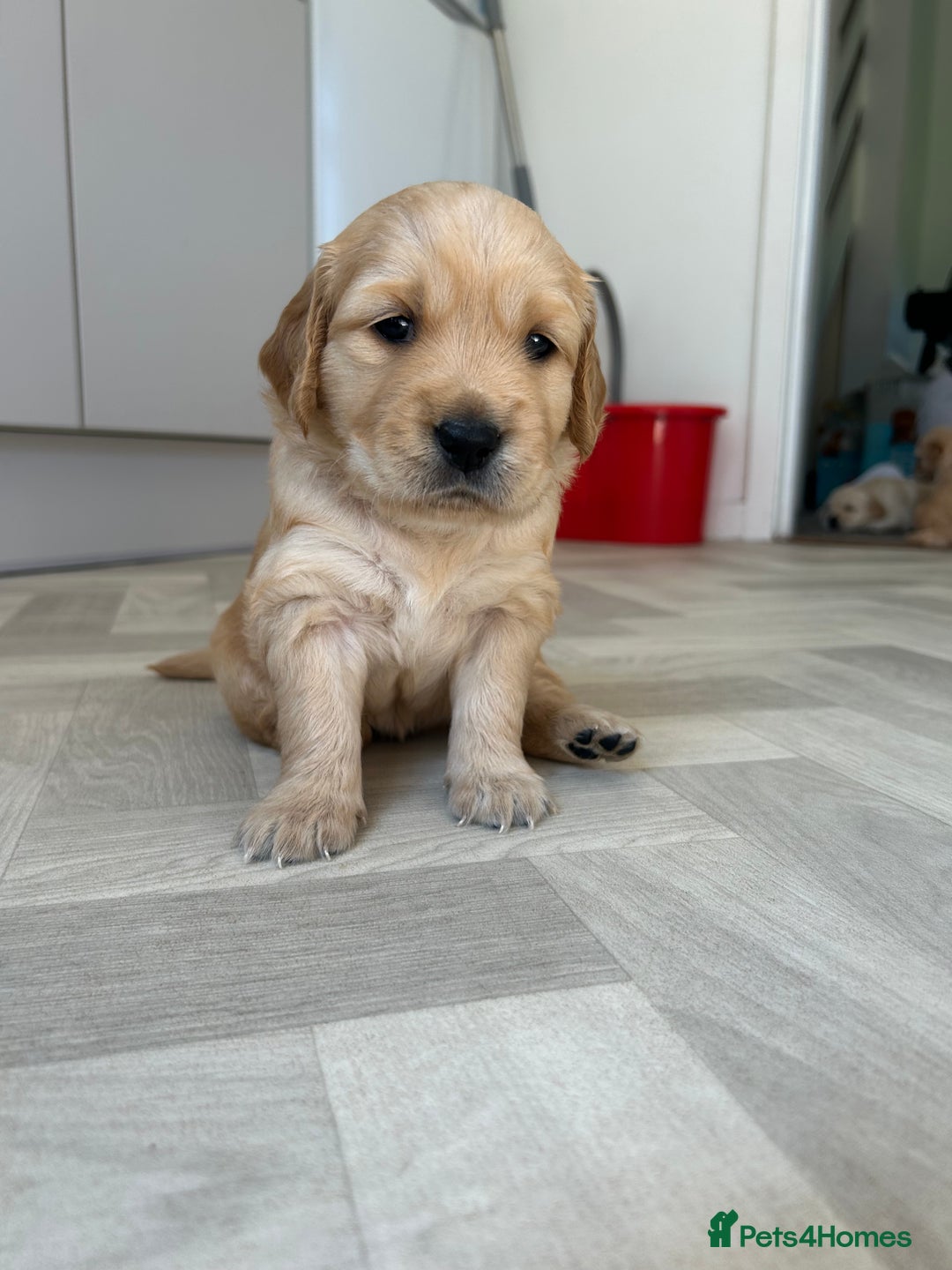 Golden Retriever dogs for sale: Golden retriever puppies!  - Image 4