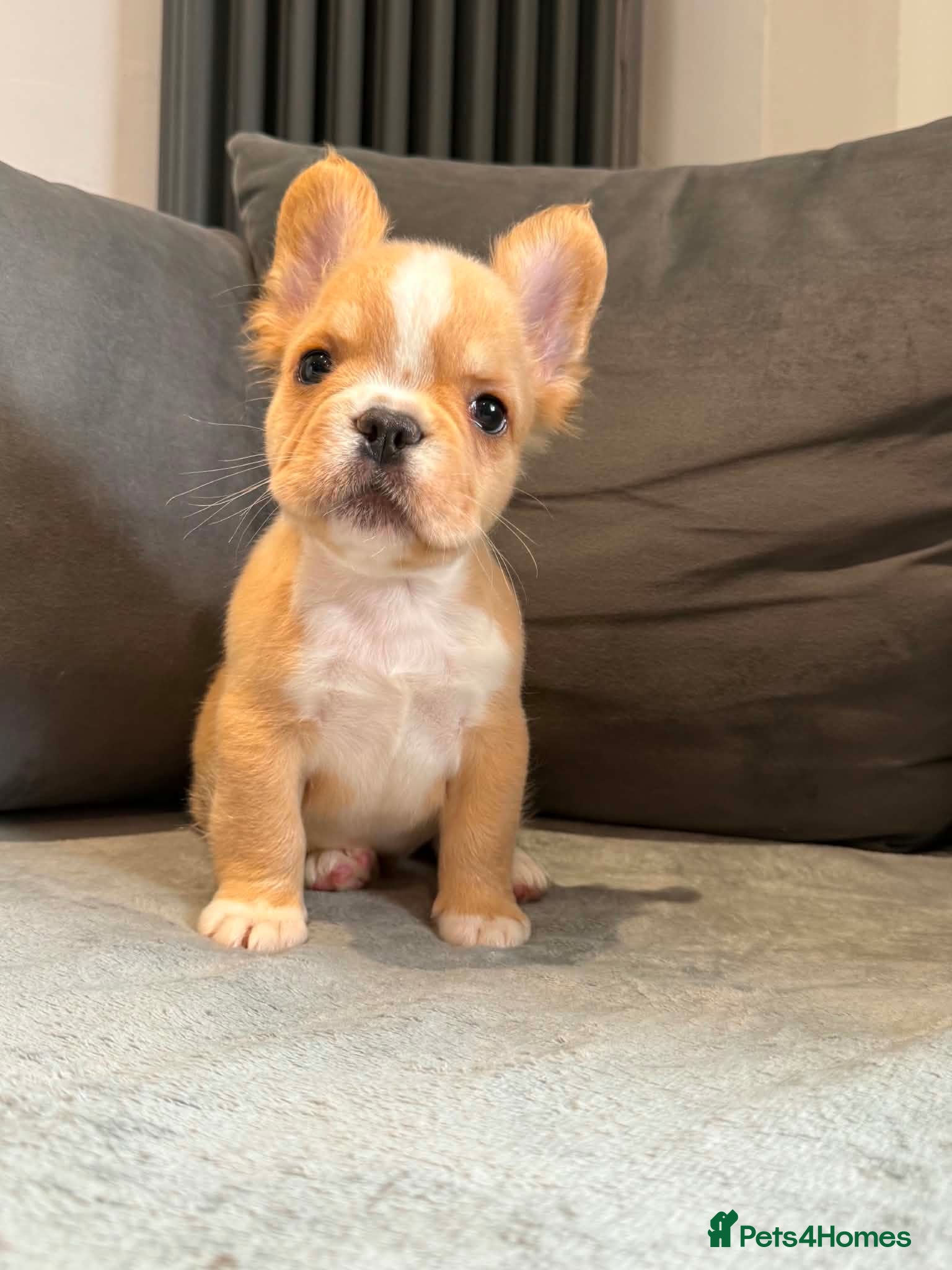 French Bulldog dogs French bulldog puppies - Advert 17